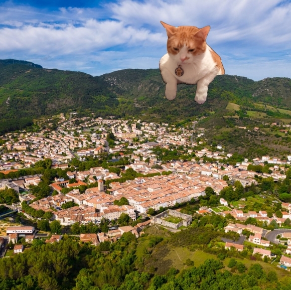 Meet your Posher, Courtney - Picture 2 of 5